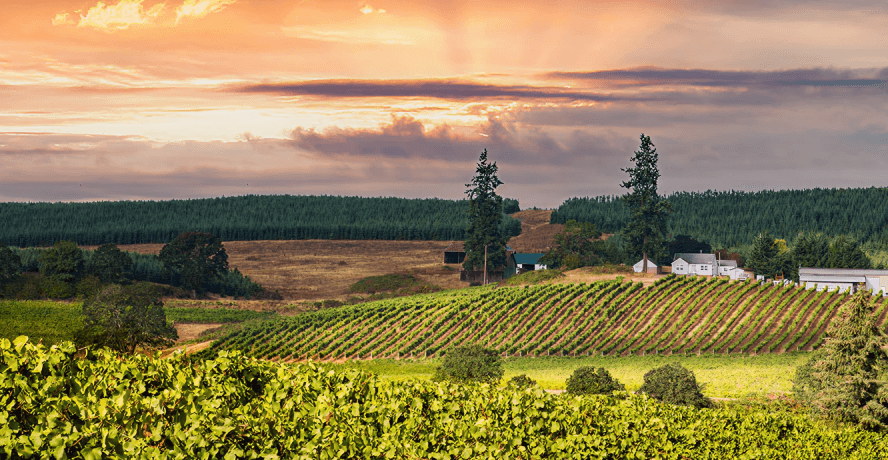 These Ontario Wineries Are Hosting Magical Vineyard Movie Nights This Summer